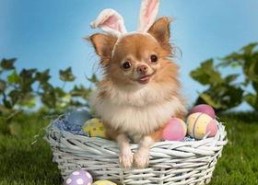 娱乐吃瓜酱小狗吉祥,小狗吉祥的欢乐日常